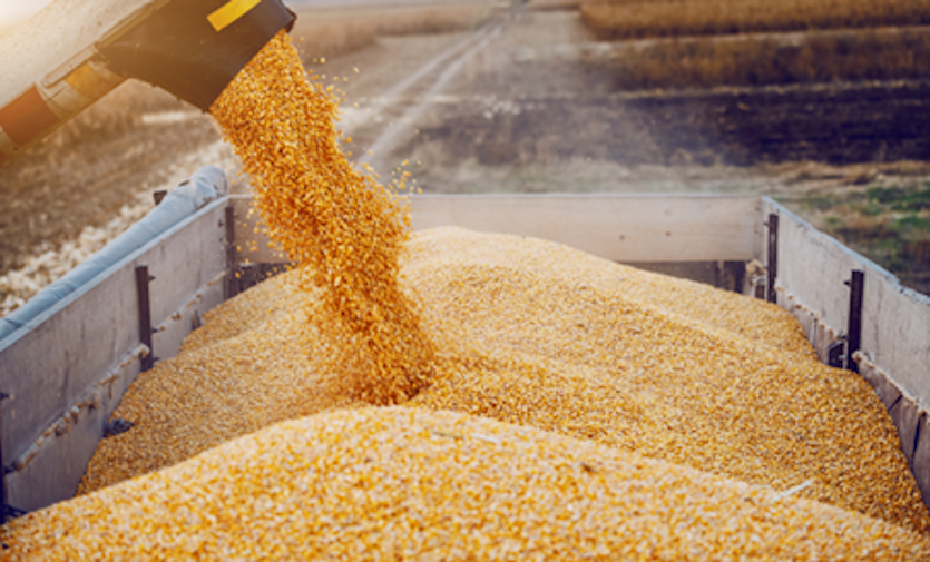 Grain is filled into a container