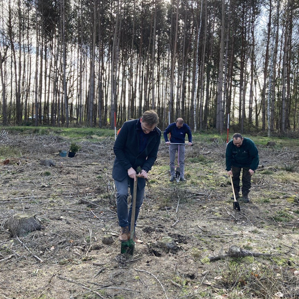 Three men dig planting holes in the forest floor