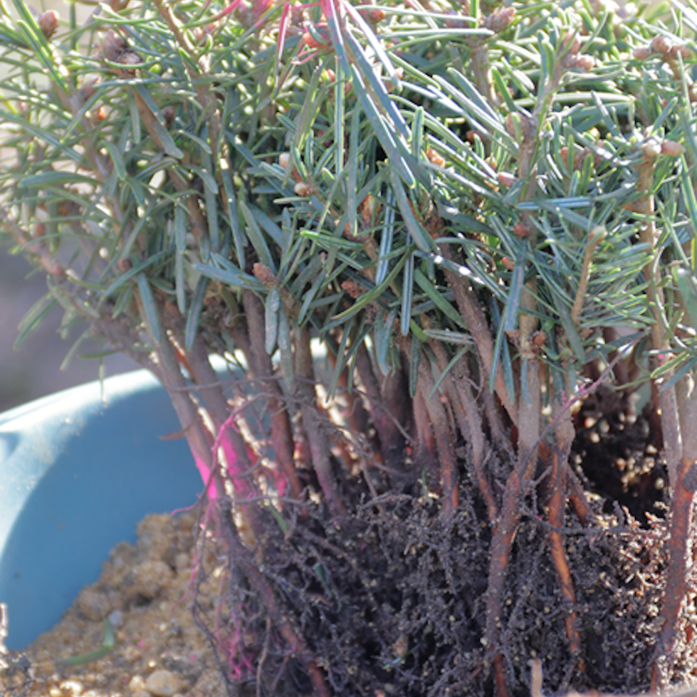 Tiny trees in a blue bowl